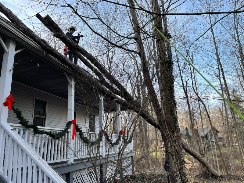 emergency-residential-tree-removal