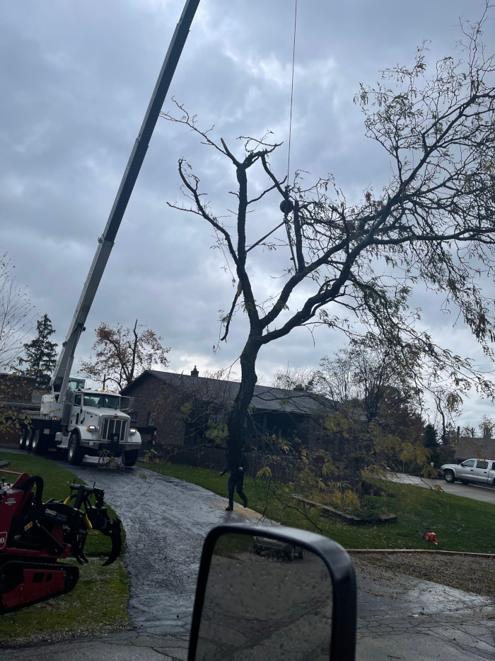 emergency-tree-removal-storm