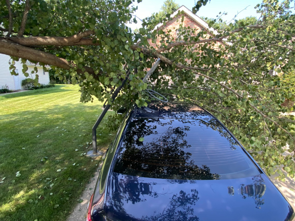 emergency-tree-removal-car