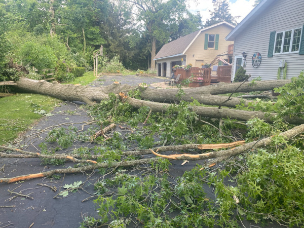 emergency-tree-removal-driveway