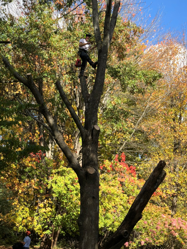 residential-tree-trimming