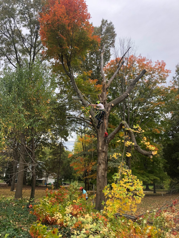 residential-tree-removal2
